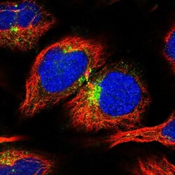 APLP-2 Antibody, Novus Biologicals:Antibodies:Primary Antibodies